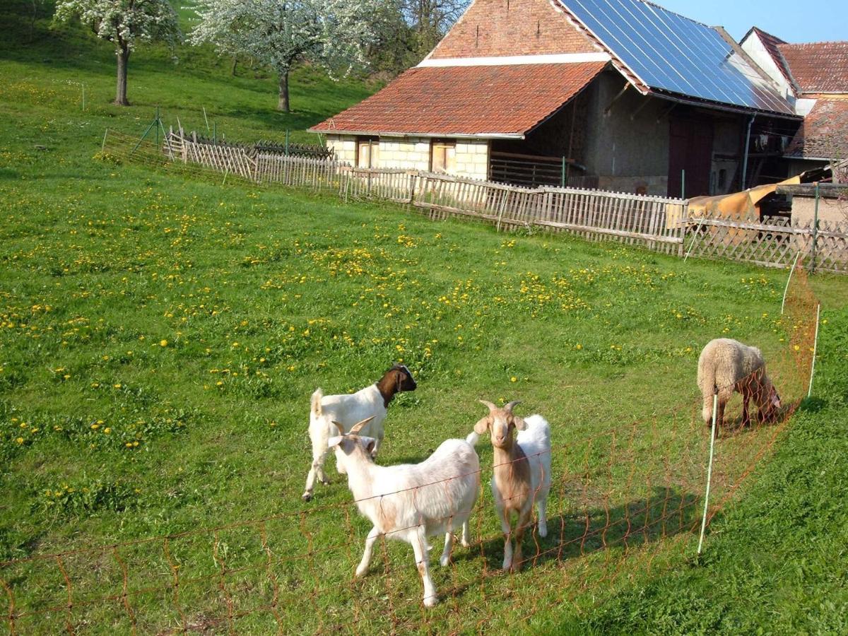 Ferienwohnungen "Allerleigruen" Langenroda Buitenkant foto